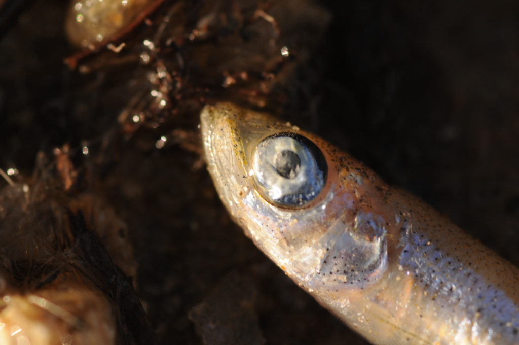 Hypomesus nipponensis (Wakasagi), California species