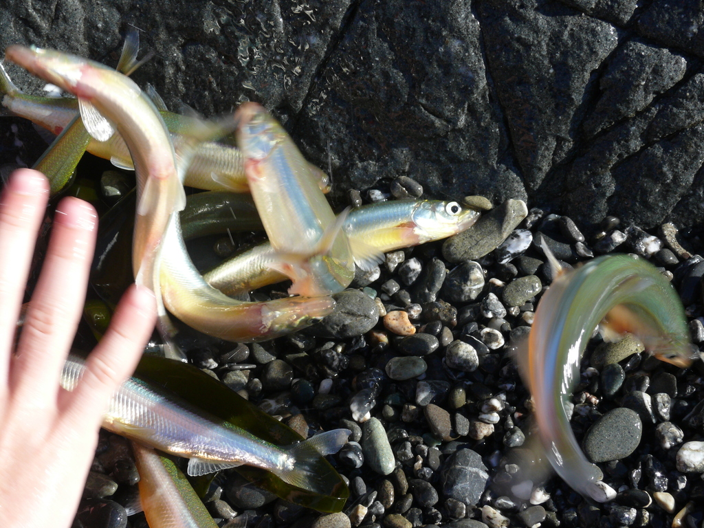 Hypomesus transpacificus (Delta smelt), California species