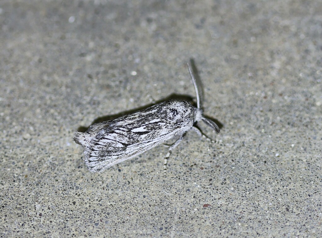 Hypopta palmata, California species