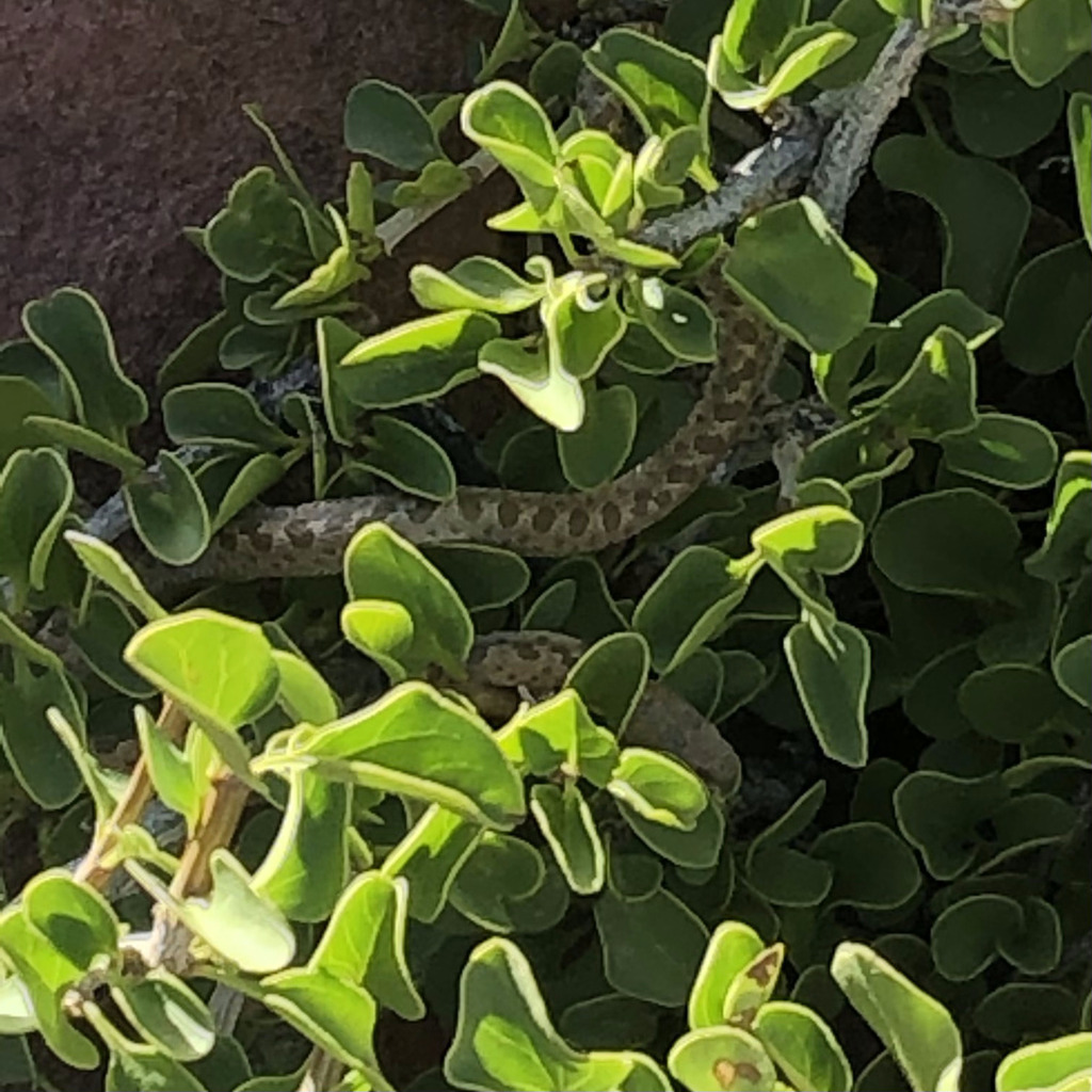 Hypsiglena chlorophaea (Desert Nightsnake), California species