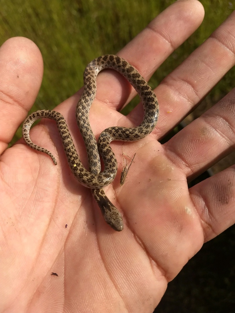Hypsiglena ochrorhyncha (Coast Nightsnake), California species