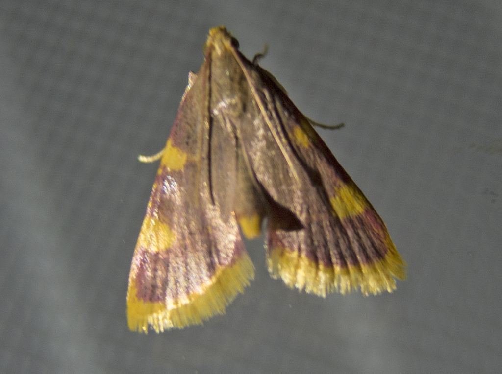 Hypsopygia costalis (Clover Hayworm Moth), California species