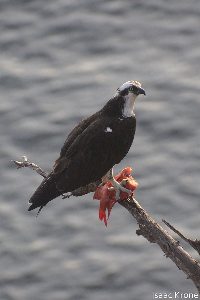 Hypsypops rubicundus (Garibaldi), California species