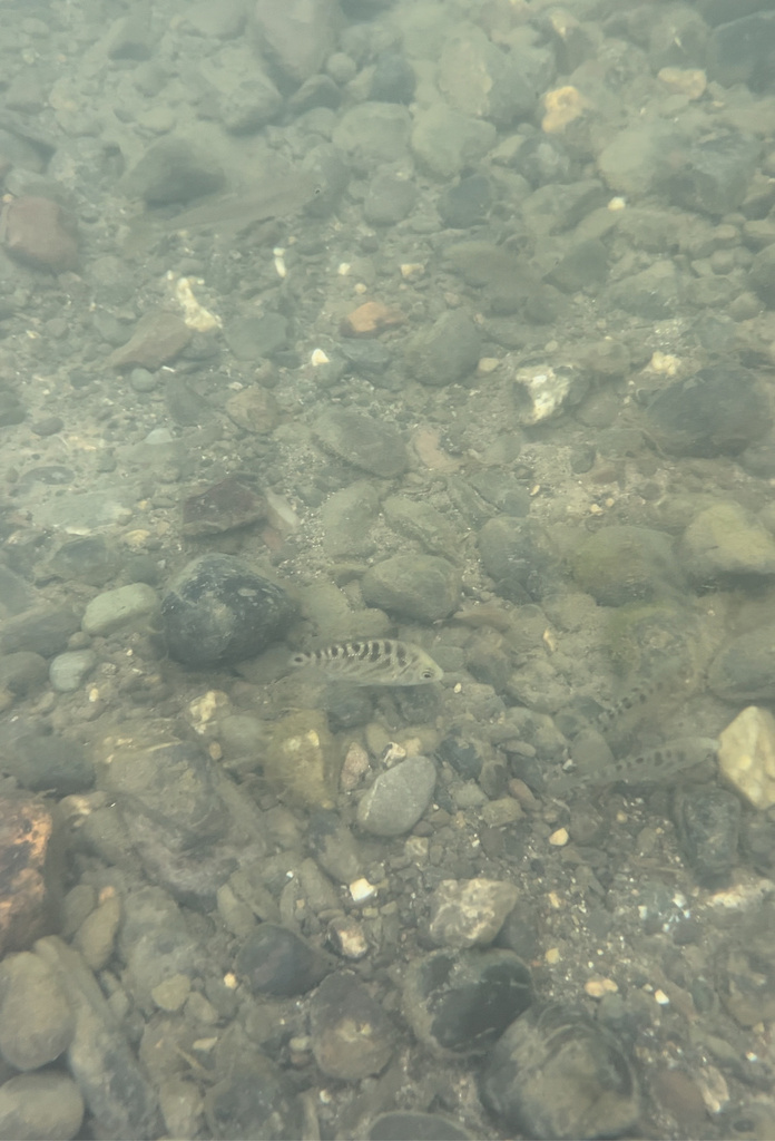 Hysterocarpus traski (Tule perch), California species