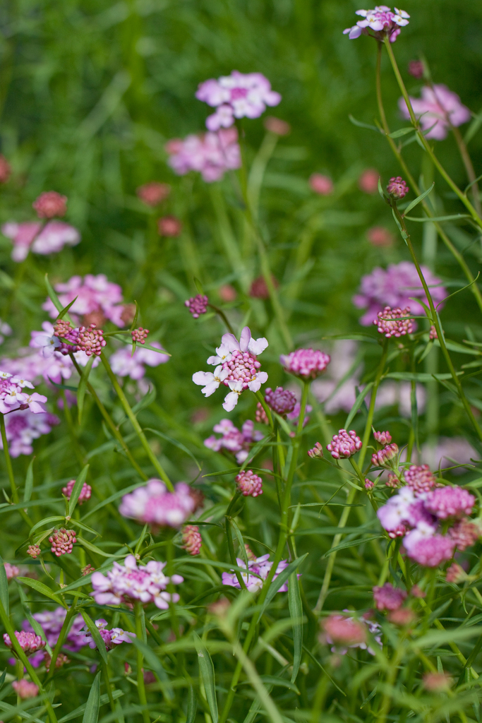 Iberis umbellata (Globe candytuft), non-native California herb
