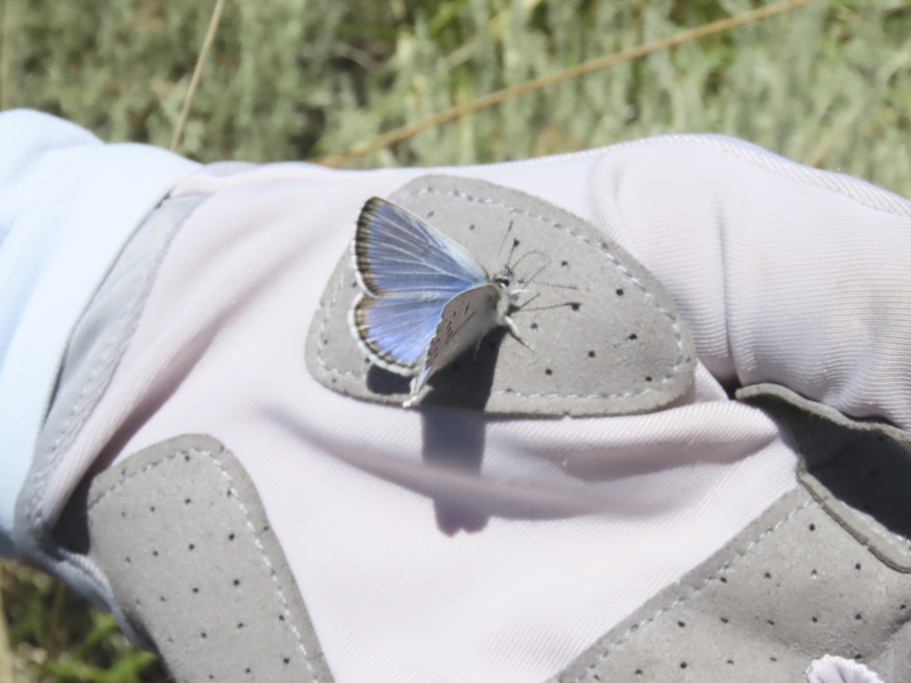 Icaricia icarioides albihalos (White Mountains Icarioides Blue Butterfly), California species