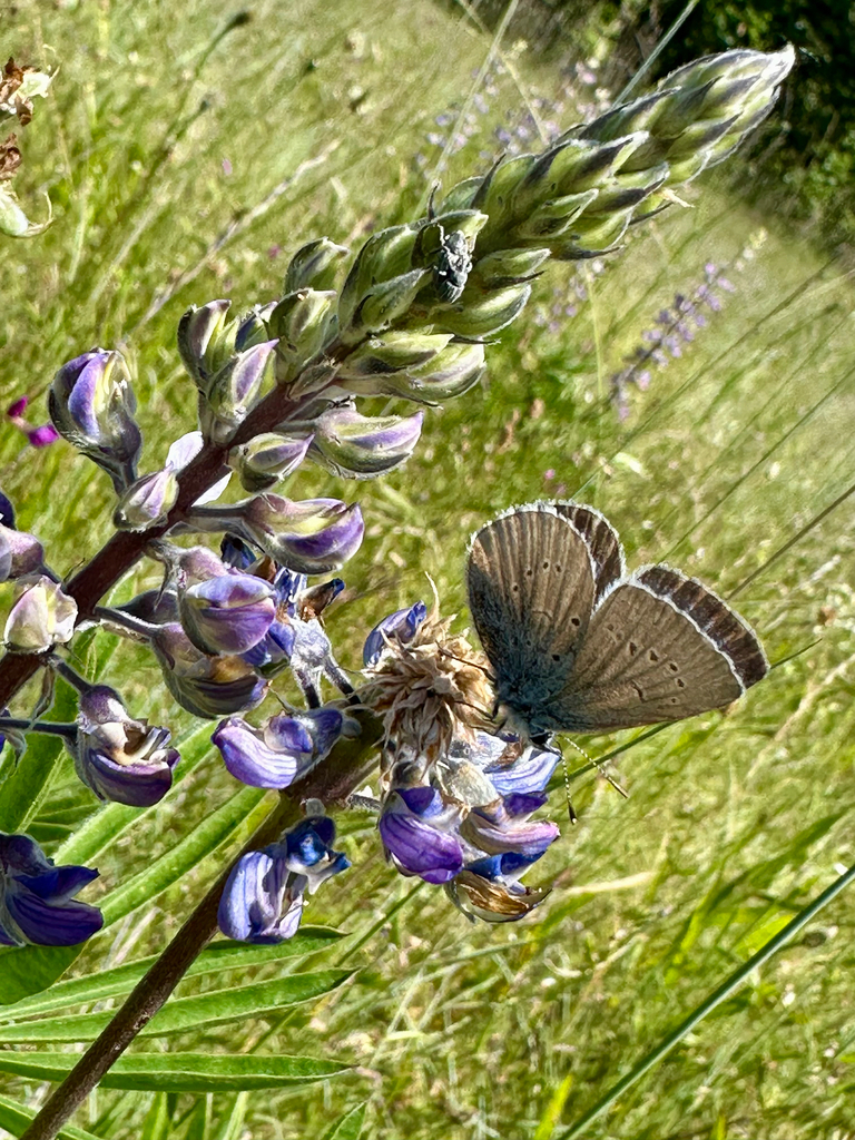 Icaricia icarioides fenderi (Fender's blue butterfly), California species