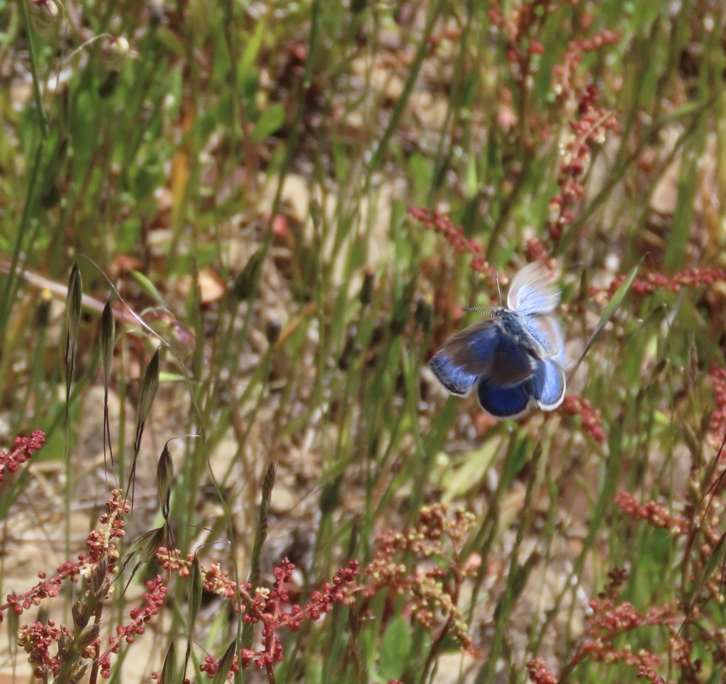 Icaricia icarioides missionensis (Mission blue butterfly), California species