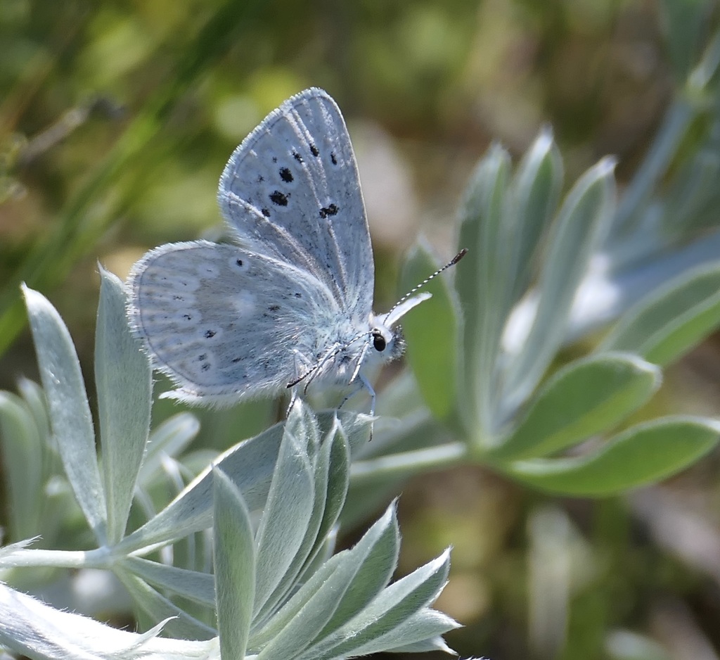 Icaricia icarioides parapheres (Point Reyes Blue Butterfly), California species