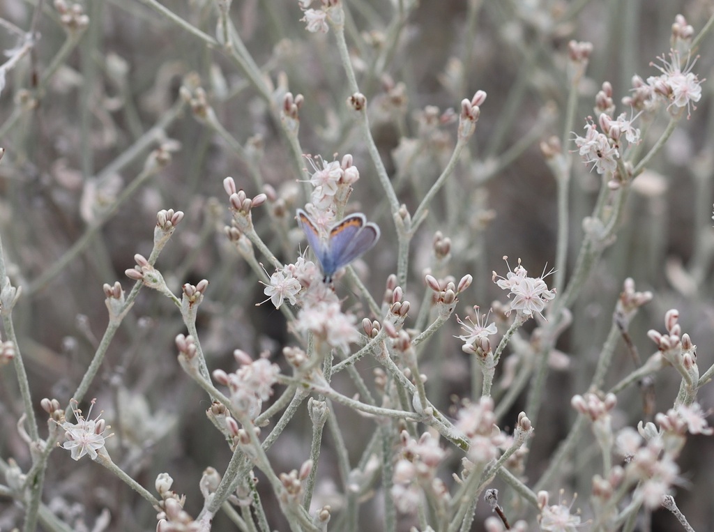 Icaricia saepiolus aureolus (San Gabriel Mountains Blue Butterfly), California species