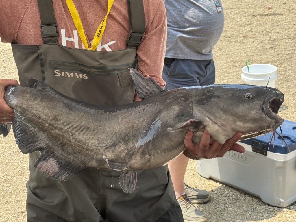Ictalurus furcatus (Blue catfish), California species