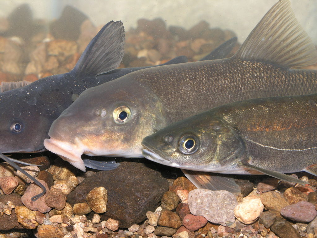 Ictalurus pricei (Yaqui catfish), California species