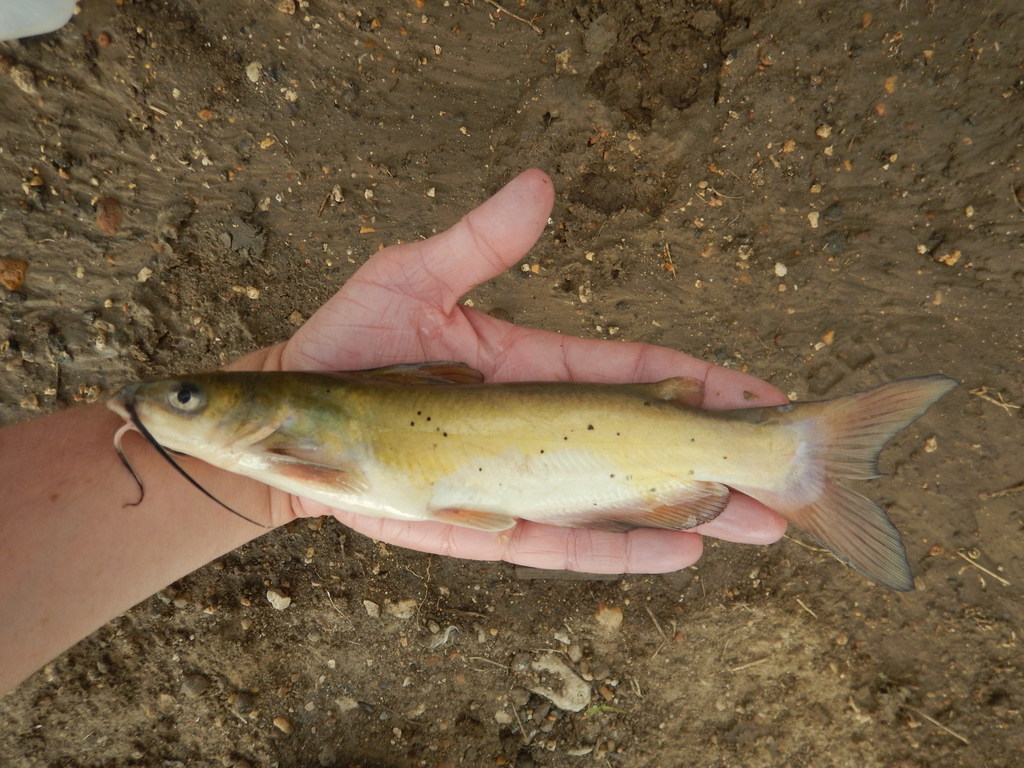 Ictalurus punctatus (Channel catfish), California species