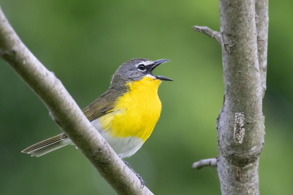 Icteria virens (Yellow-breasted Chat), California species