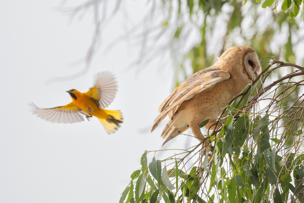 Icterus bullockii (Bullock's Oriole), California species