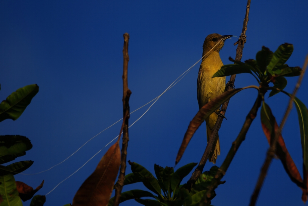 Icterus cucullatus (Hooded Oriole), California species