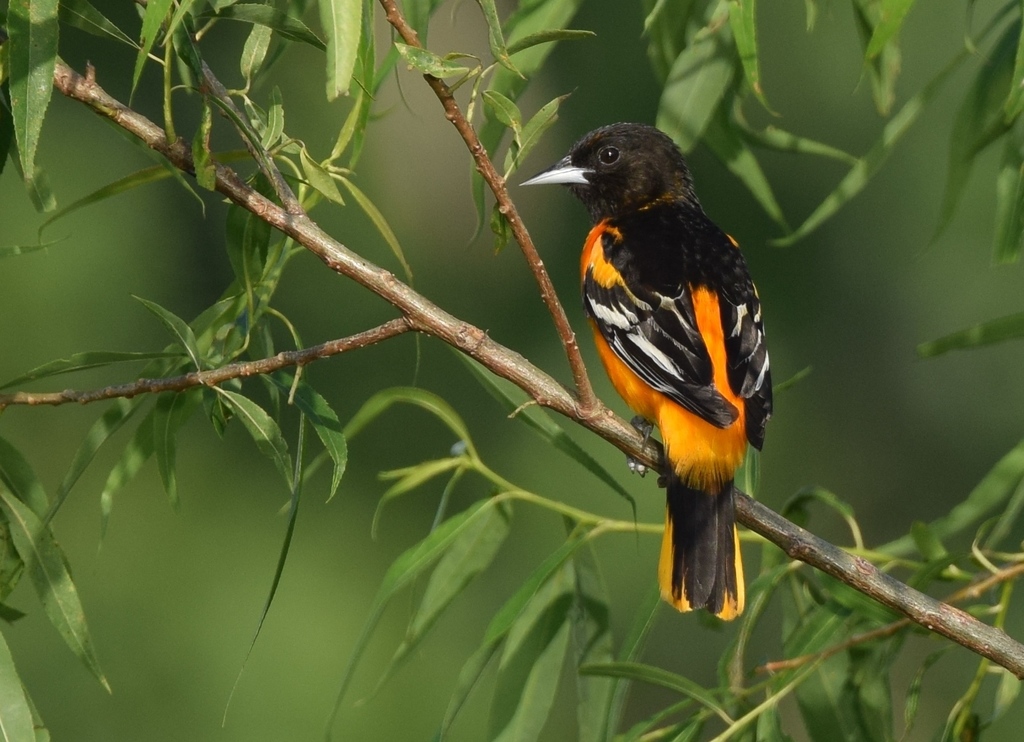 Icterus galbula (Baltimore Oriole), California species