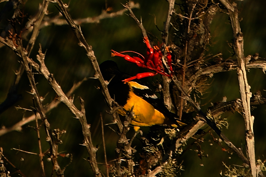 Icterus parisorum (Scott's Oriole), California species