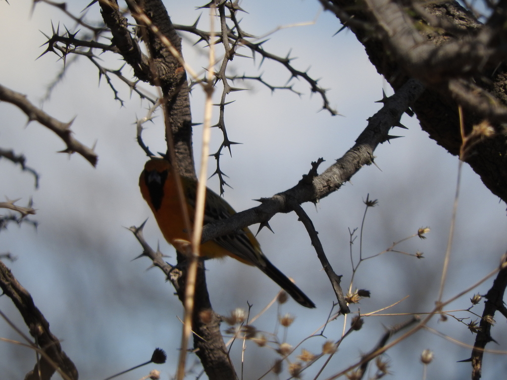 Icterus pustulatus (Streak-backed Oriole), California species