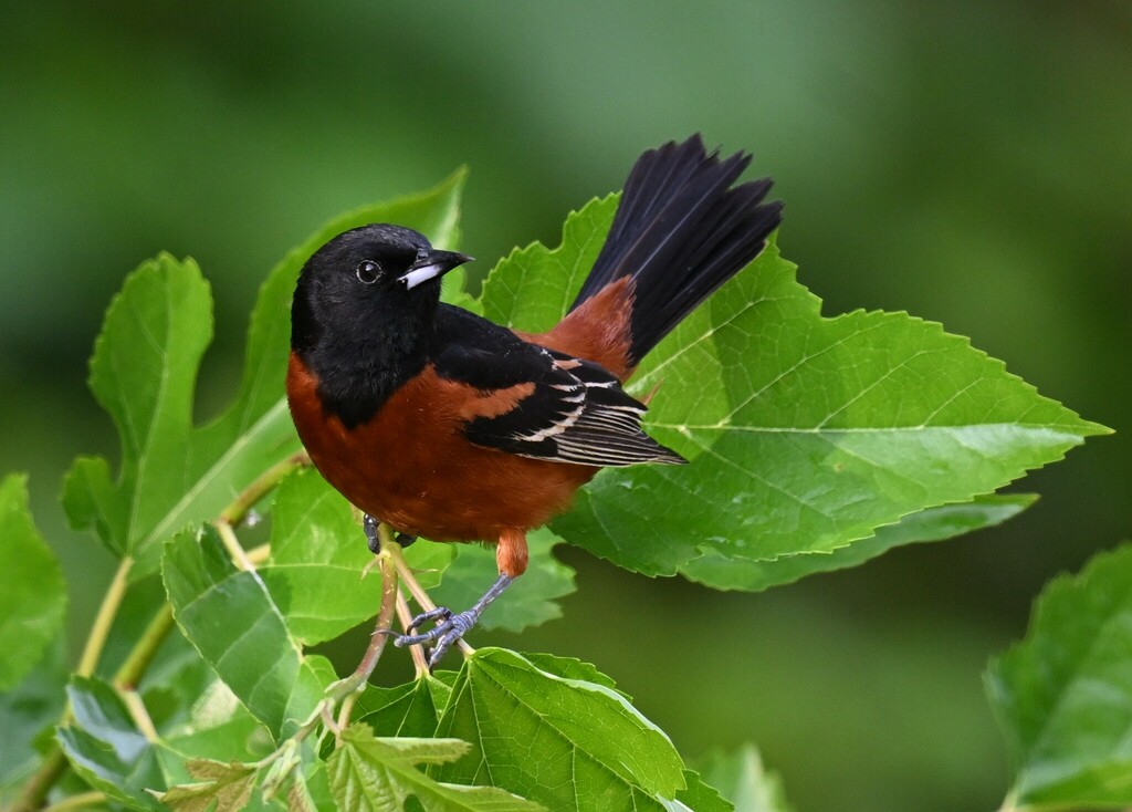 Icterus spurius (Orchard Oriole), California species