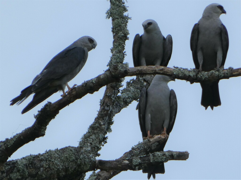 Ictinia mississippiensis (Mississippi Kite), California species