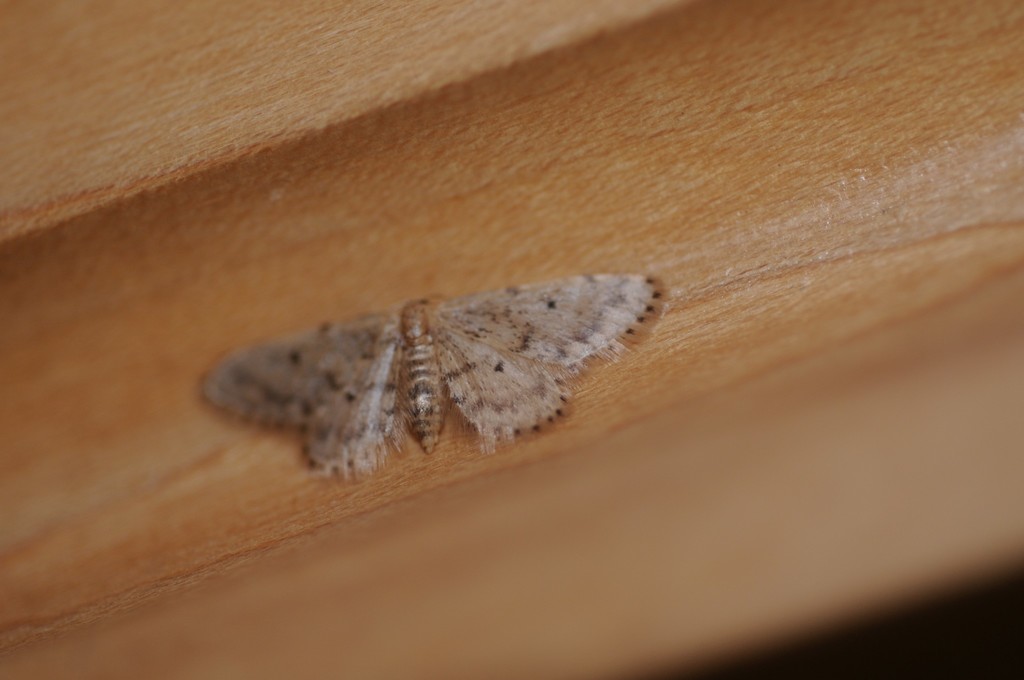 Idaea bonifata, California species