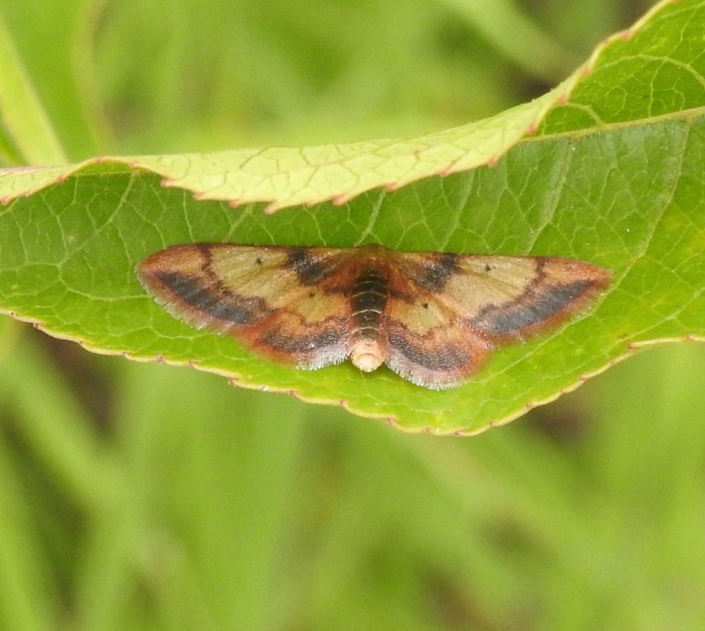 Idaea demissaria (Red-Bordered Wave), California species