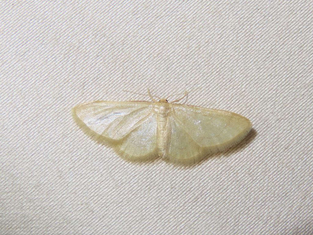 Idaea eremiata, California species