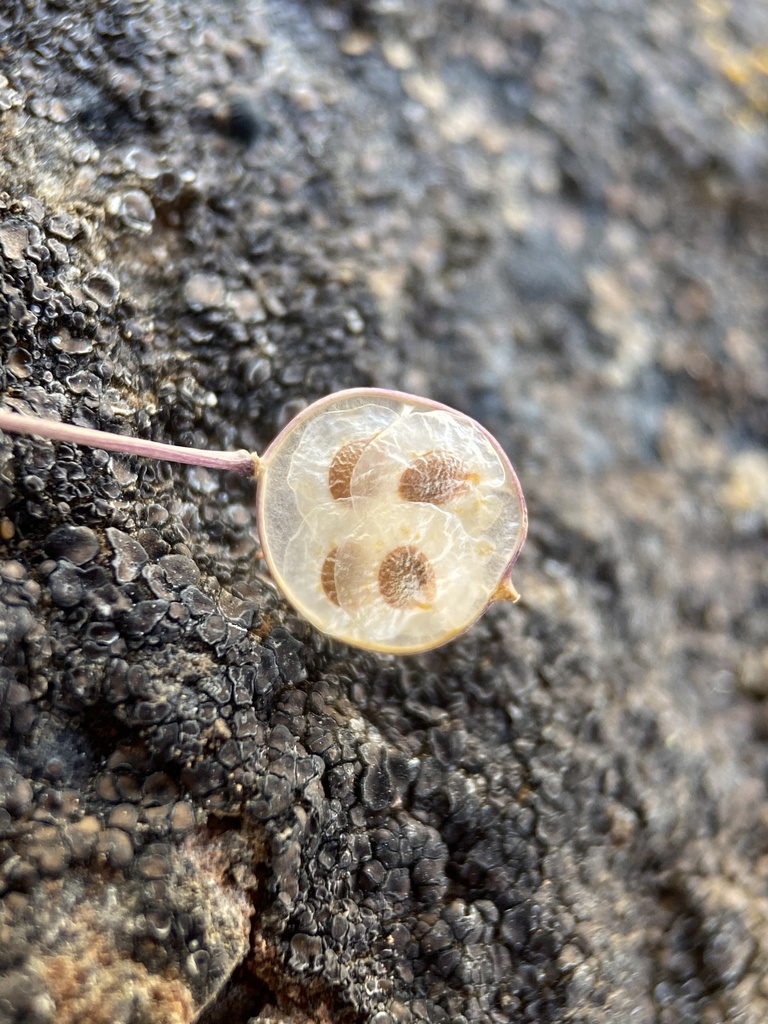 Idahoa scapigera (Oldstem idahoa), native California herb