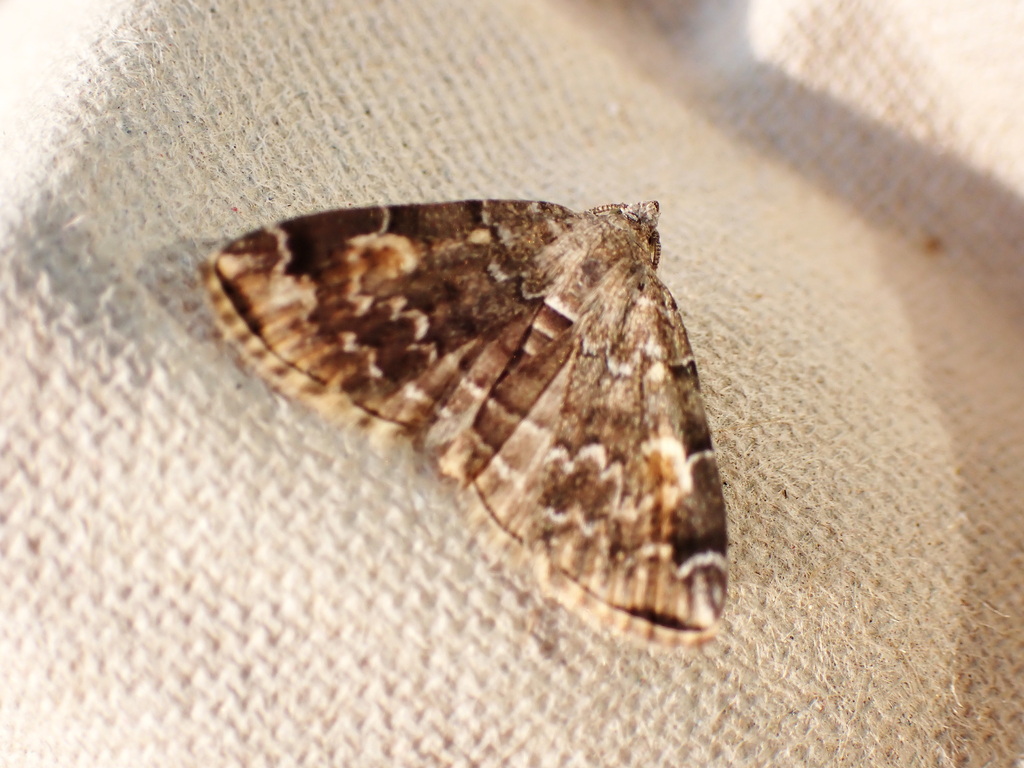 Idia americalis (American Idia Moth), California species