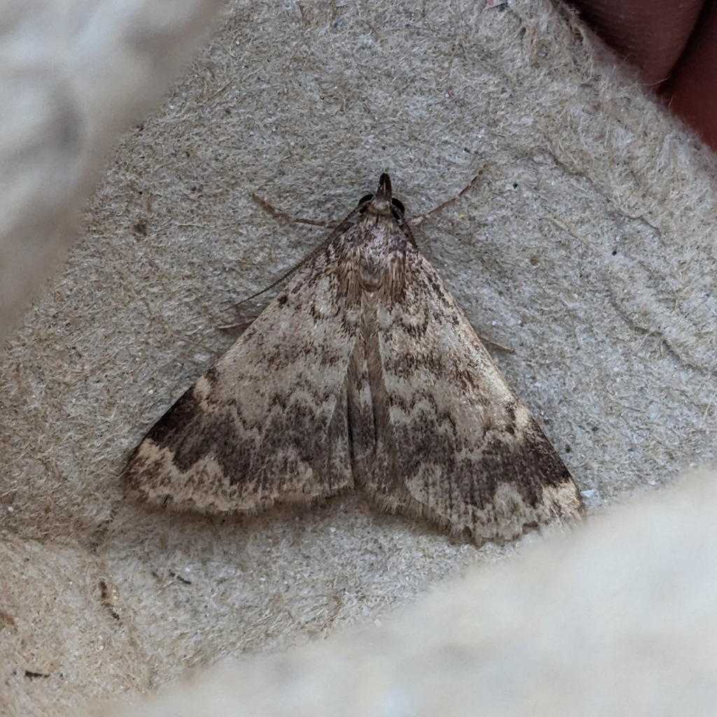Idia occidentalis, California species