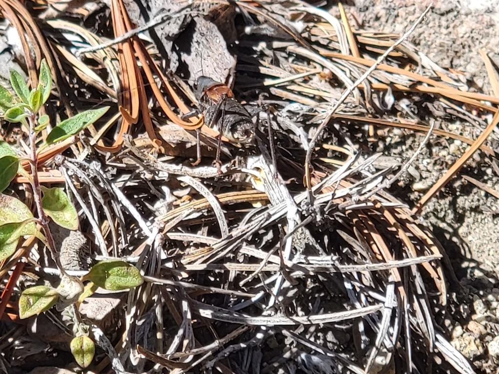 Idiostatus middlekauffi (Middlekauff's Shieldback Katydid), California species