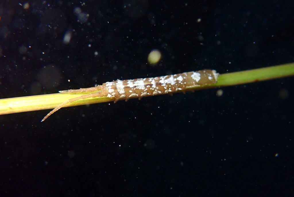 Idotea fewkesi, California species