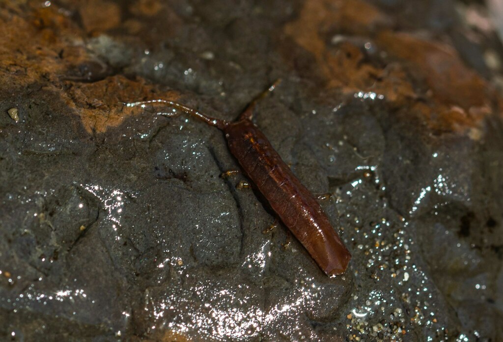 Idotea urotoma (Blunt-tailed Isopod), California species
