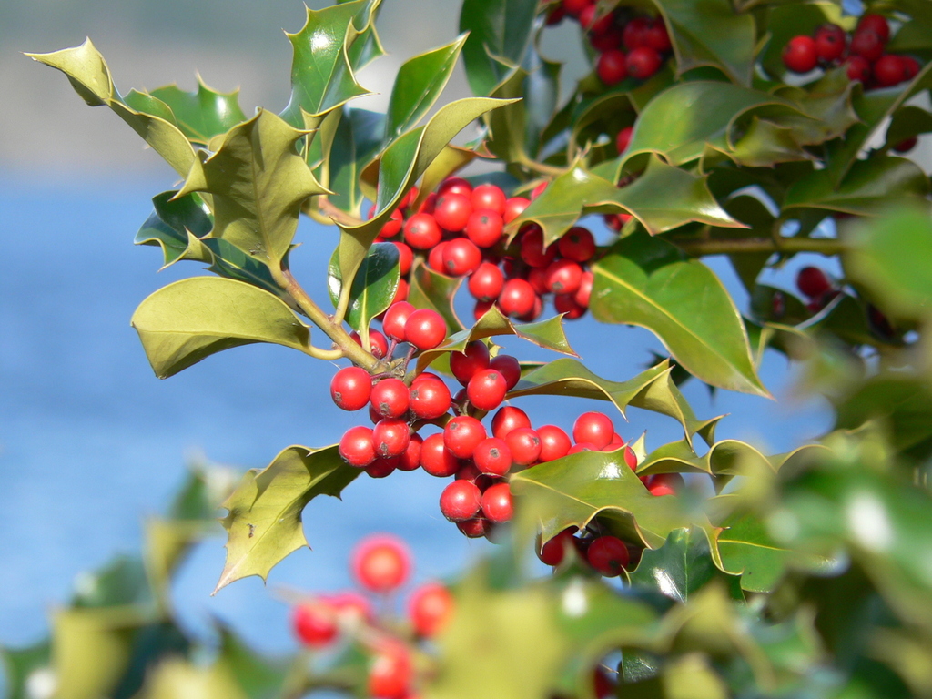 Ilex sp. (Holly), non-native California shrub