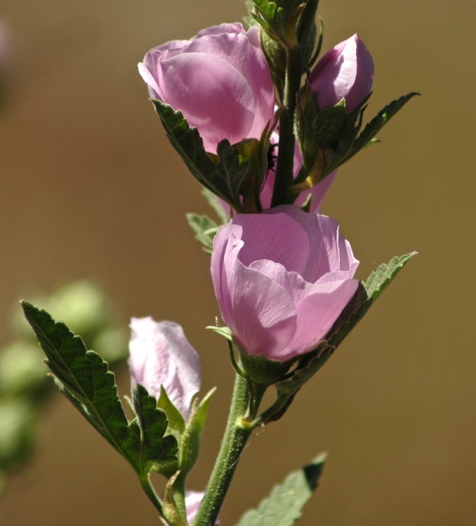 Iliamna bakeri (Baker's globe mallow), native California herb