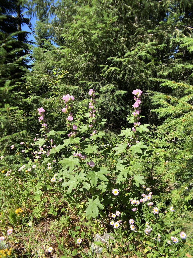 Iliamna latibracteata (California globe mallow), native California herb