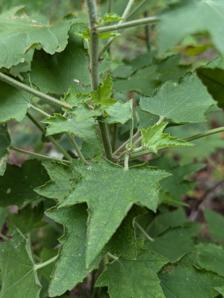 Iliamna sp. (Globe mallow), native California perennial