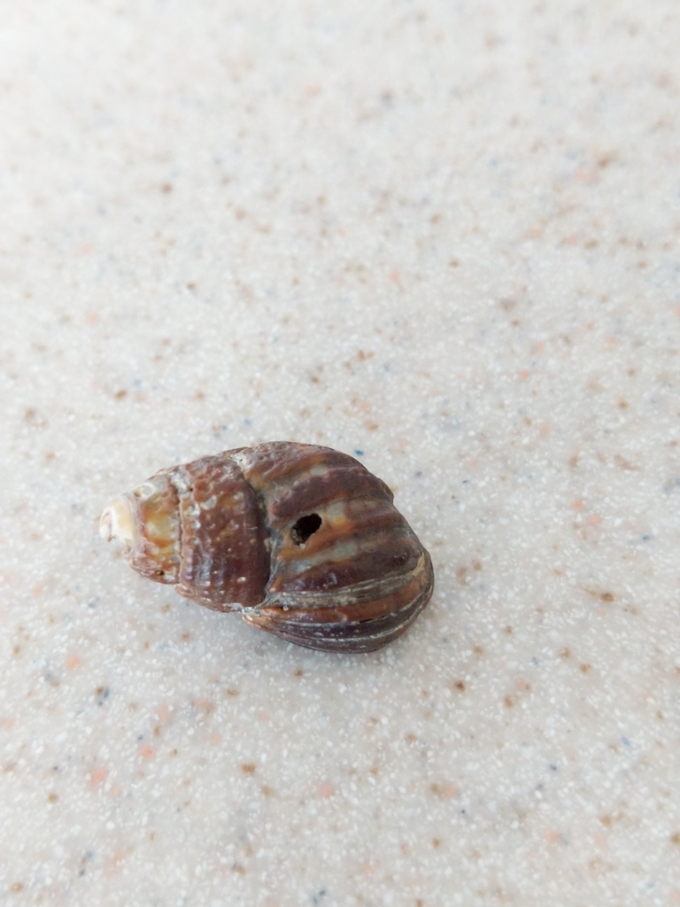 Ilyanassa obsoleta (Eastern Mudsnail), California species