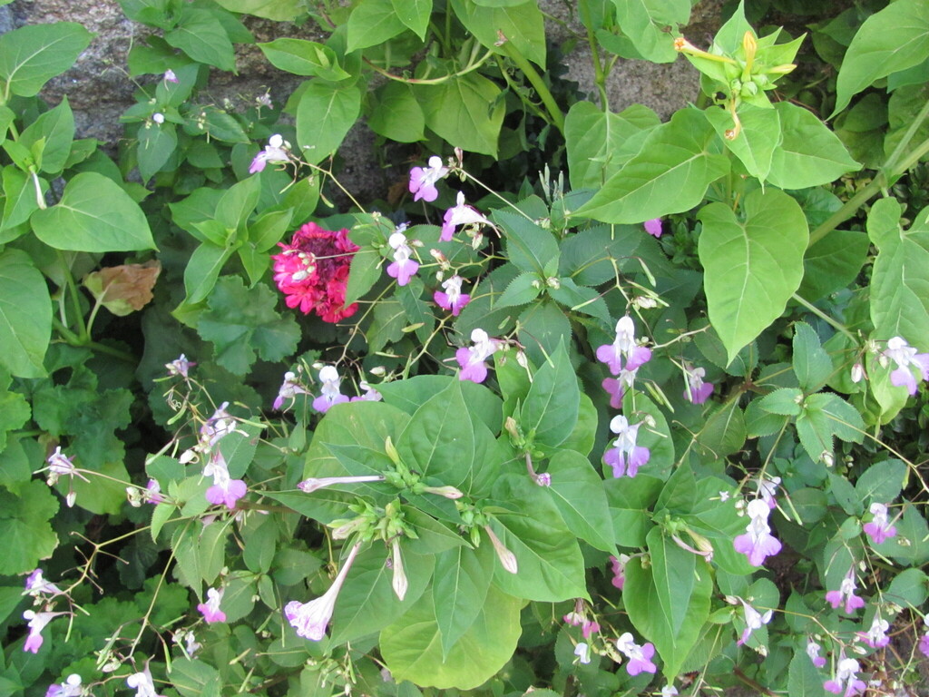 Impatiens balfourii (Kashmir balsam), non-native California herb