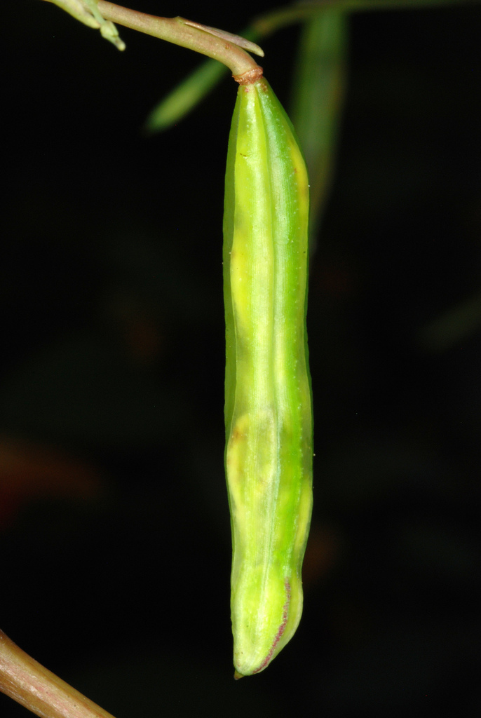 Impatiens capensis (Spotted jewelweed), non-native California herb