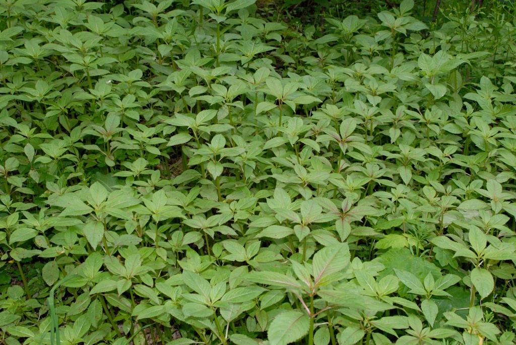 Impatiens glandulifera (Policeman's helmet), non-native California herb