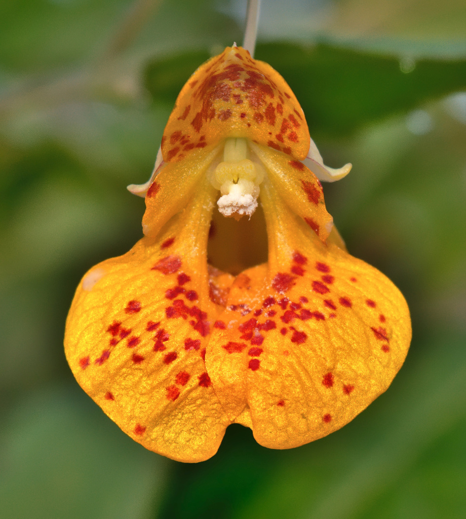 Impatiens sp. (Touch-me-not), non-native California perennial