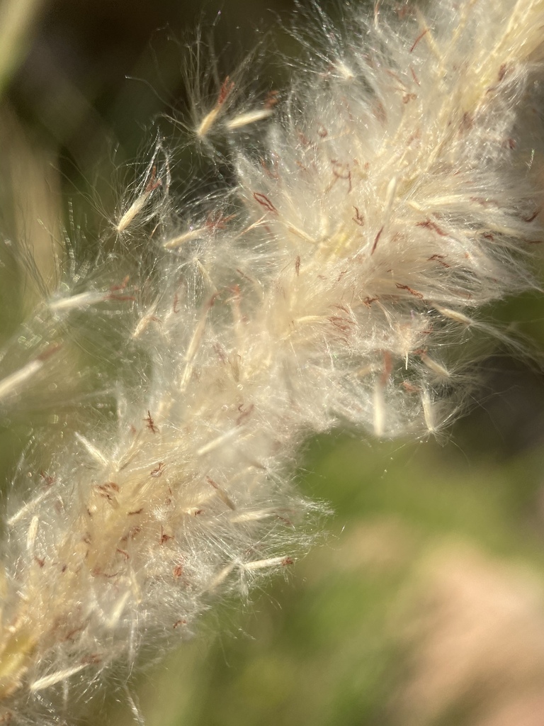 Imperata brevifolia (California satintail), native California grass