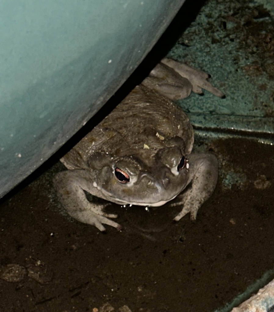 Incilius alvarius (Sonoran Desert Toad), California species