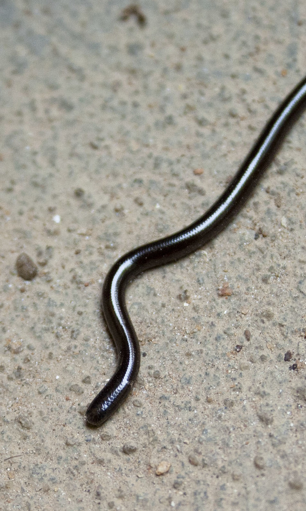 Indotyphlops braminus (Brahminy Blindsnake), California species