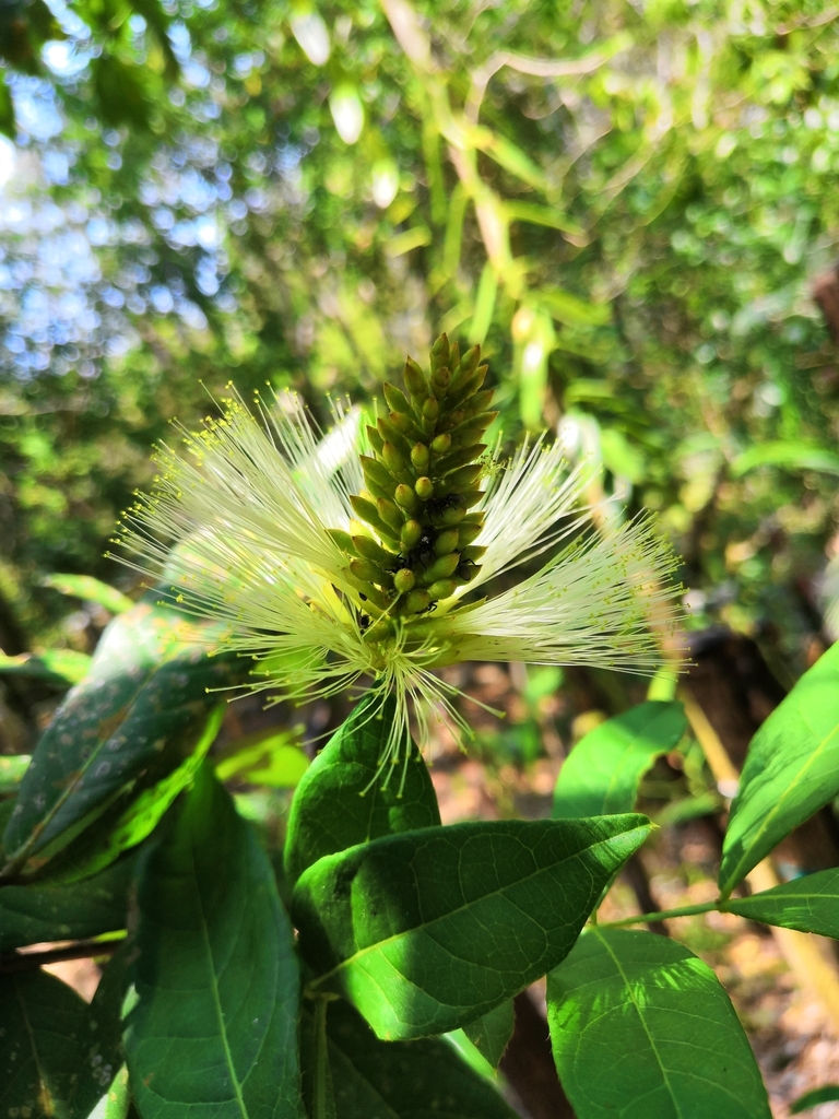 Inga concolorella, California species