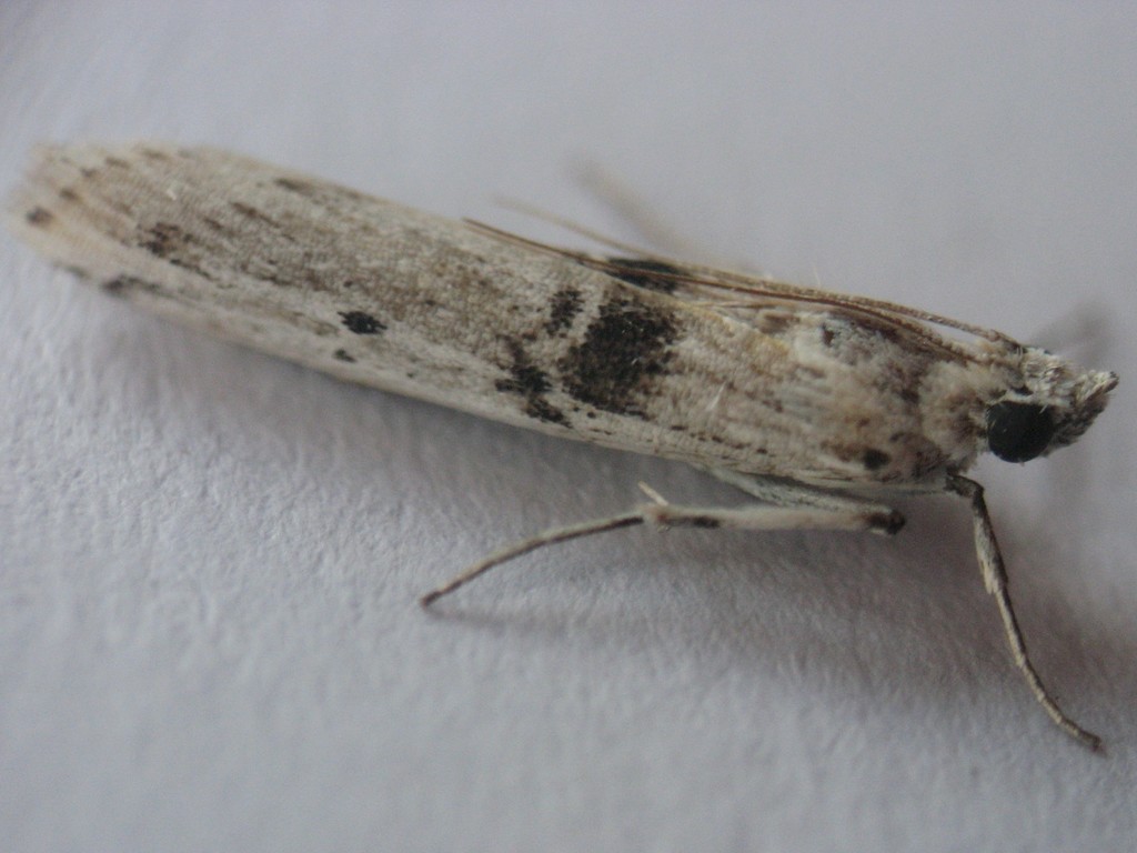 Interjectio denticulella, California species