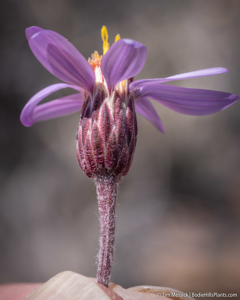 Ionactis alpina (Lava-aster), native California subshrub