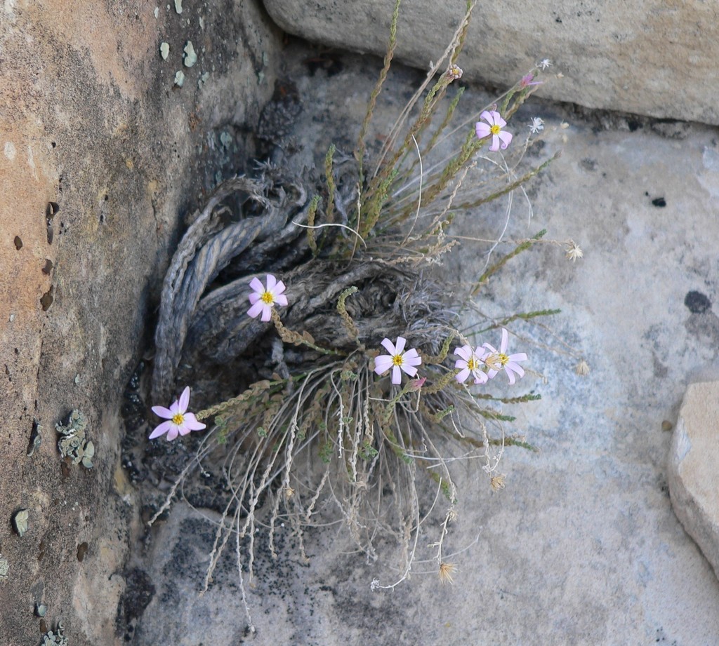 Ionactis sp. (Aster), native California perennial